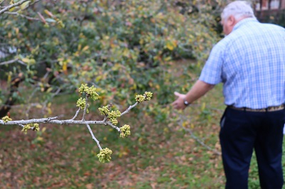 David Macmanus, Assistant Director of Grounds & Landscaping examines Like Oaks